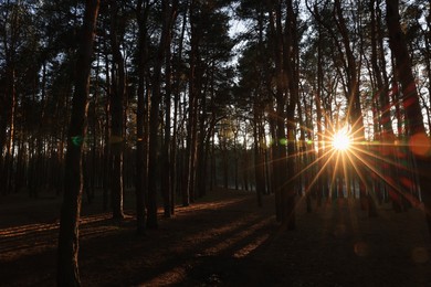 Beautiful view of sun shining through trees in conifer forest at sunset