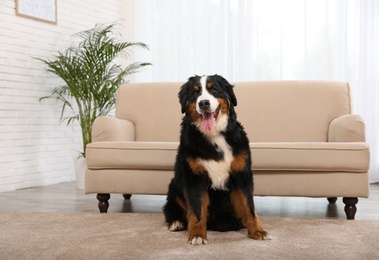 Photo of Bernese mountain dog sitting on carpet in living room