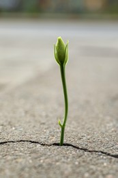 Photo of Beautiful flower growing out of crack in asphalt. Hope concept