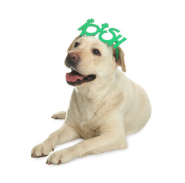 Labrador retriever with Irish party glasses on white background. St. Patrick's day