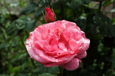 Beautiful pink rose flower with dew drops in garden, closeup