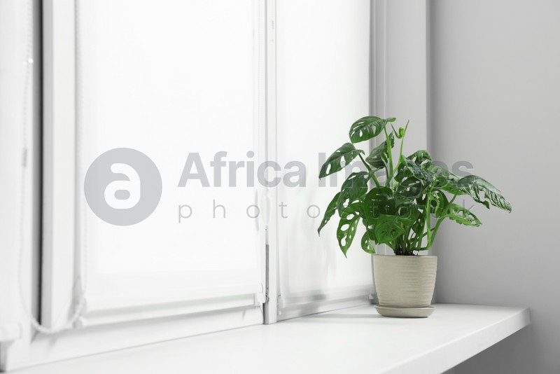 Photo of Window with blinds and potted Epipremnum plant on sill indoors