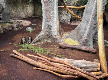 Photo of Beautiful fluffy Cuban hutias in zoo enclosure