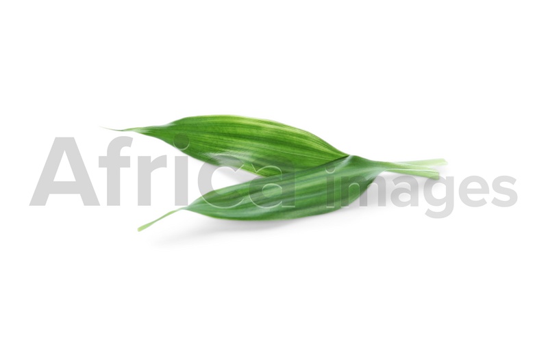 Photo of Fresh green ginger leaves isolated on white