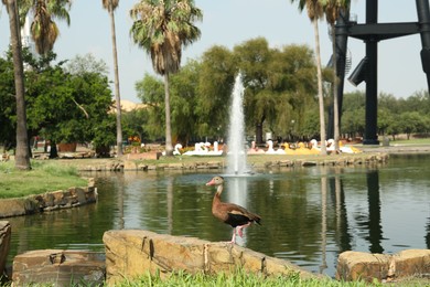 Photo of Black bellied whistling duck near pond in park