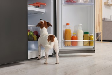 Photo of Beautiful Jack Russell Terrier looking at sausages in refrigerator indoors