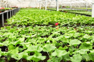 Photo of Many pots with soil and fresh seedlings in greenhouse