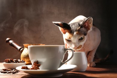 Photo of Adorable Sphynx cat sniffing at milk jug near coffee on wooden table