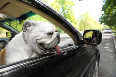English bulldog looking out of car window