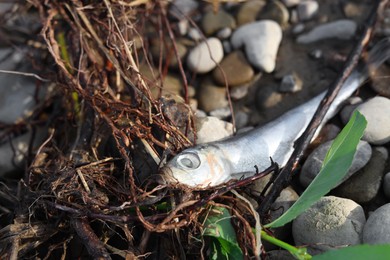 Dead fish on stones outdoors, closeup. Environmental pollution concept