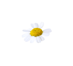 Beautiful small chamomile flower isolated on white