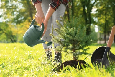 Photo of Woman watering newly planted conifer tree in park on sunny day, closeup