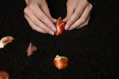 Woman planting tulip bulb into soil, closeup