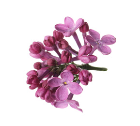 Beautiful purple lilac blossom isolated on white