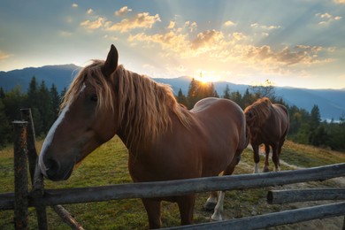 Beautiful horses near wooden fence in mountains at sunset