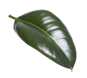 Fresh green leaf of Ficus elastica plant isolated on white
