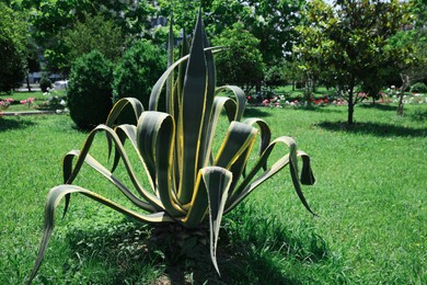 Beautiful agave plant with green leaves outdoors on sunny day