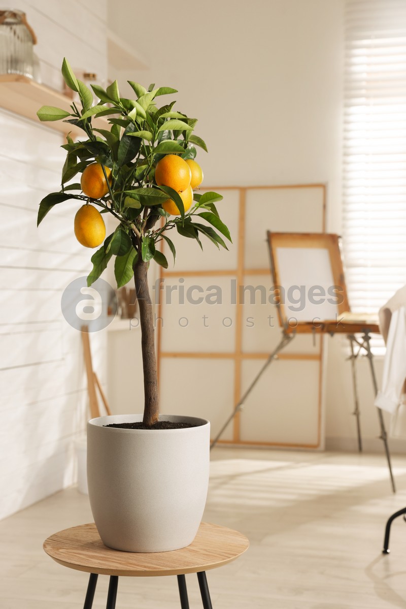 Photo of Idea for minimalist interior design. Small potted lemon tree with fruits on table indoors