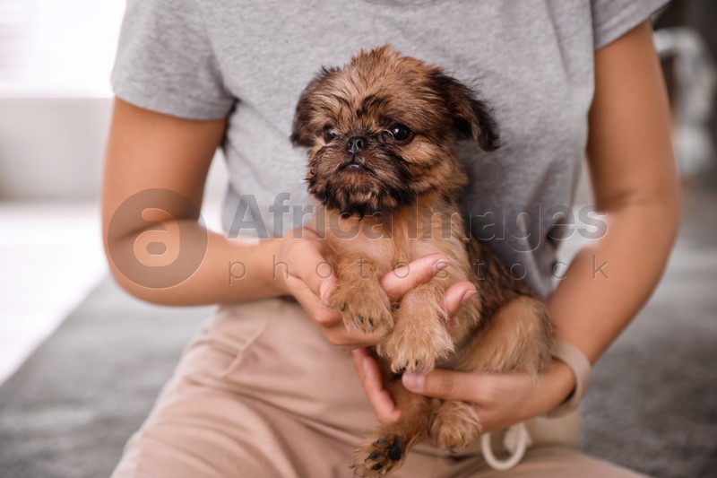Woman holding adorable Brussels Griffon puppy indoors, closeup