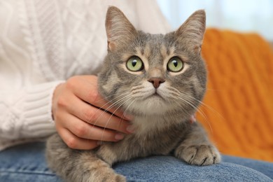 Photo of Woman with grey tabby cat at home, closeup. Cute pet