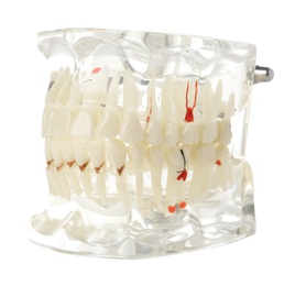 Educational model of oral cavity with teeth on white background