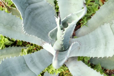 Closeup view of beautiful succulent plant outdoors