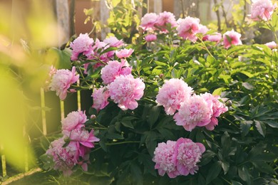 Blooming peony plant with beautiful pink flowers outdoors