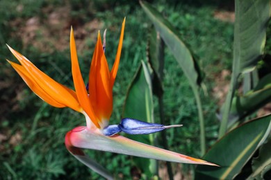 Beautiful blooming bird of paradise flower outdoors. Tropical plant
