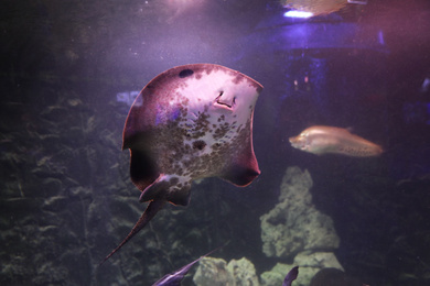 Tropical ray fish swimming in clear aquarium
