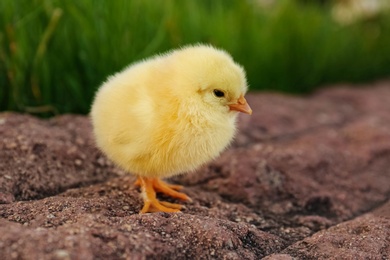 Cute fluffy baby chicken on stone outdoors, closeup. Farm animal
