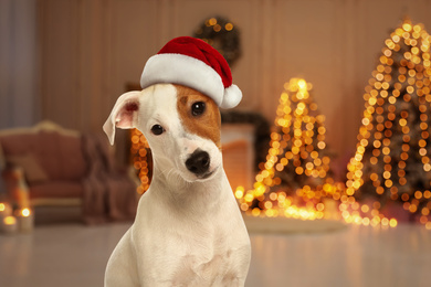 Cute Jack Russel Terrier dog with Santa hat and room decorated for Christmas on background