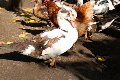 Photo of Beautiful Muscovy ducks and hen in farmyard on sunny day. Rural life