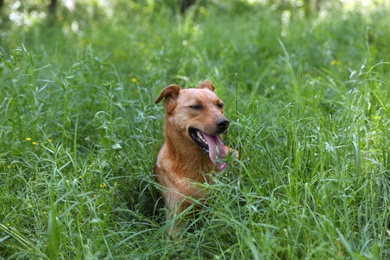 Photo of Homeless dog in green grass. Concept of volunteering and animal shelters