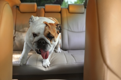 Adorable funny English bulldog inside modern car