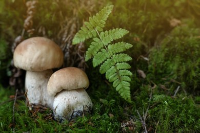 Fresh porcino mushrooms growing in forest, closeup. Space for text