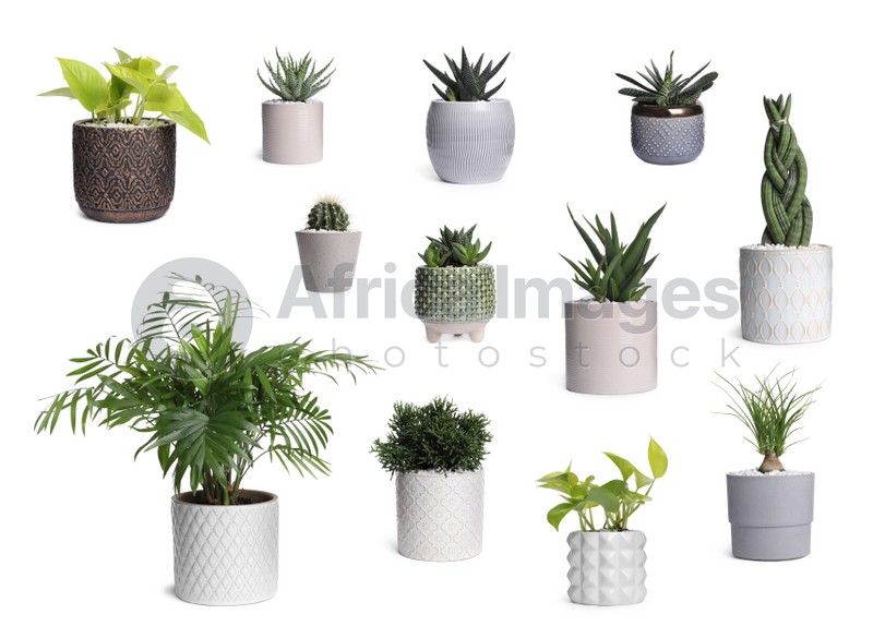 Image of Set with different beautiful houseplants on white background 