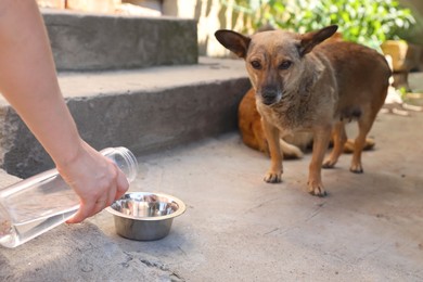 Woman giving stray dogs water outdoors, closeup. Heat stroke prevention