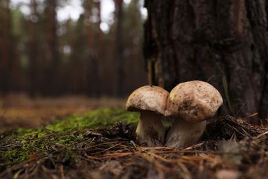 Photo of Wild mushrooms growing in autumn forest. Space for text