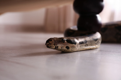Brown boa constrictor crawling under sofa in room