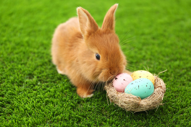 Adorable fluffy bunny and decorative nest with Easter eggs on green grass