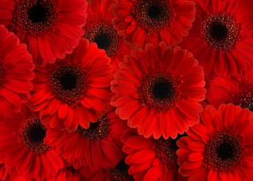 Many beautiful red gerbera flowers as background