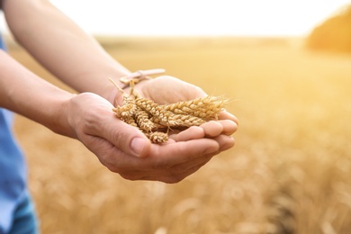 Young woman with wheat grains in field, closeup. Cereal farming