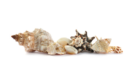 Beautiful exotic sea shells isolated on white