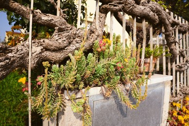 Photo of Beautiful succulent flowers on fence. Garden decoration