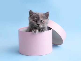 Cute little grey kitten in pink box on light blue background