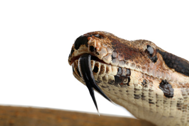Photo of Brown boa constrictor on white background, closeup