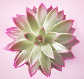 Beautiful succulent plant on pink background, top view