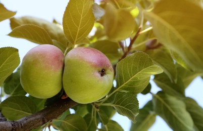 Photo of Fresh and ripe apples on tree branch, closeup
