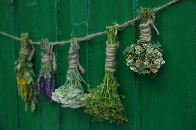 Bunches of different beautiful dried flowers hanging on rope near green wooden wall
