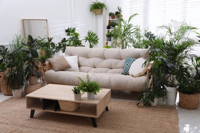 Stylish room interior with comfortable sofa and beautiful potted plants. Lounge zone